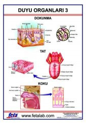 DUYU ORGANLARI 3 LEVHASI - 1