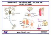 DENETLEYİCİ VE DÜZENLEYİCİ SİSTEM LEVHASI  (SİNİR SİSTEM)İ" - 1