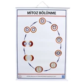 MİTOZ LEVHASI (70X100 CM) thumbnail 1