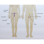 ÜREME SİSTEMİ LEVHASI (70X100 CM) thumbnail 3