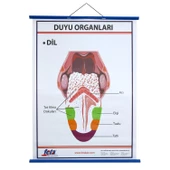 DUYU ORGANLARI LEVHASI DİL - 1