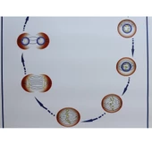 MİTOZ LEVHASI (70X100 CM) thumbnail 3