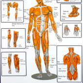 DESTEK VE HAREKET SİSTEMİNDE KASLAR LEVHASI thumbnail 3