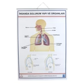 İNSANDA SOLUNUM VE YAPI ORGANLARI thumbnail 2