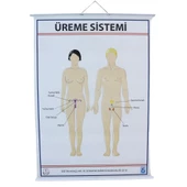 ÜREME SİSTEMİ LEVHASI (70X100 CM) thumbnail 1