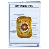 HAYVAN HÜCRESİ LEVHASI (70X100 CM) - 1