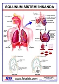 SOLUNUM SİSTEMİ LEVHASI (İNSANDA) - 1