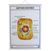 HAYVAN HÜCRESİ LEVHASI (70X100 CM) - 3
