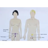 ÜREME SİSTEMİ LEVHASI (70X100 CM) thumbnail 2