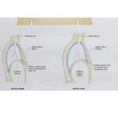 İNSANDA SOLUNUM VE YAPI ORGANLARI thumbnail 4