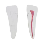 DİŞ MODELLERİ SETİ 3'LÜ SET thumbnail 3