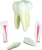 DİŞ MODELLERİ SETİ 3'LÜ SET thumbnail 5