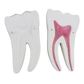 DİŞ MODELLERİ SETİ 3'LÜ SET thumbnail 1