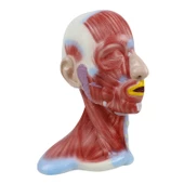 KAFA VE BOYUN KESİTİ  MODELİ thumbnail 1