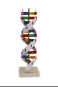 DNA MODELİ thumbnail 2