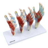 EL MODELİ EDULAB - 3