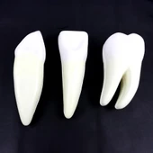 DİŞ MODELLERİ SETİ 3'LÜ SET thumbnail 4