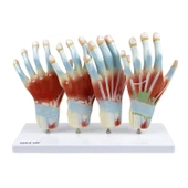 EL MODELİ EDULAB - 2