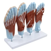 AYAK MODELİ - 2