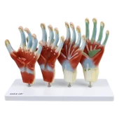 EL MODELİ EDULAB - 1