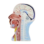 KAFA VE BOYUN KESİTİ  MODELİ thumbnail 3