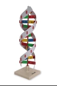 DNA MODELİ thumbnail 3