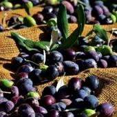 Tüplü Her Bölgeye Uygun Siirt Yerel Zeytini Fidanı - 1