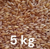 Tavuk ve Güvercinler için elenmiş yemlik buğday 5 kg - 1