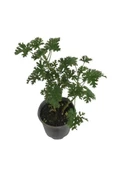 Itır Çiçeği Mis Kokulu Gül Damlası Çiçeği 2 Adet 10-25 Cm - 2