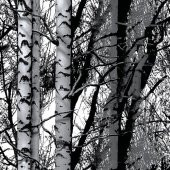 D-c-fix 346-0611 Kavak Ağacı Görünümlü Yapışkanlı Folyo thumbnail 8