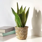 SUMUHOME KLYNNON DEKORATİF İÇ ORTAM BAMBU SAKSI 12 CM - 3