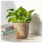 SUMUHOME KLYNNON DEKORATİF İÇ ORTAM BAMBU SAKSI 15 CM - 4
