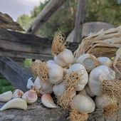 İksirli Çiftlik Taşköprü Sarımsağı 1000 g, 2024 Mahsülü - 1