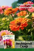 30 Adet Beybeğendi (zinnia) Çiçek Tohumu - 1
