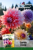 30 Adet Dahlia (Yıldız) Çiçek Tohumu - 1