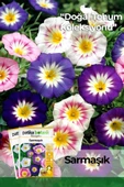 100 Adet Sarmaşık (convolvulus) Çiçek Tohumu thumbnail 1