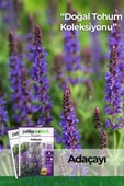 50 Adet Adaçayı (Salvia Officinalis) Çiçek Tohumu - 1