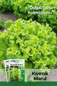 2000 Adet Kıvırcık Marul Tohumu thumbnail 1