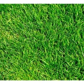 İngiliz Çimi (Lolium Perenne) 1 KG Çim Tohumu - 2