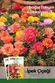 100 Adet İpek - Şellaki (Portulaca Grandiflora) Çiçek Tohumu - 1