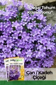 100 Adet Çan Kadeh (Campanula L.) Çiçek Tohumu - 1