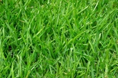 İngiliz Çimi (Lolium Perenne) 1 KG Çim Tohumu - 5