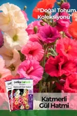 50 Adet Hatim Çiçeği (Alcea Rosea) Çiçek Tohumu - 1