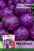 400 Adet Yerli Ata Kırmızı (Mor) Lahana Tohumu thumbnail 1