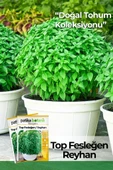 80 Adet Yerli Ata Top Fesleğen - Top Reyhan (Ocimum Basilicum) Tohumu - 1