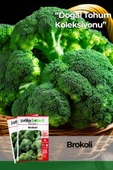 300 Adet Brokoli Tohumu thumbnail 1