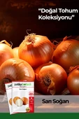 500 Adet Sarı Soğan Tohumu thumbnail 1