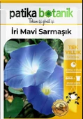 30 Adet İri Mavi Sarmaşık  Çiçek Tohumu - 2