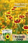 100 Adet Kız Gözü (Coreopsis Tinctoria) Çiçek Tohumu - 1