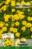 100 Adet Altın Papatya Tohumu (Anthemis Tinctoria Kelwayii) thumbnail 1